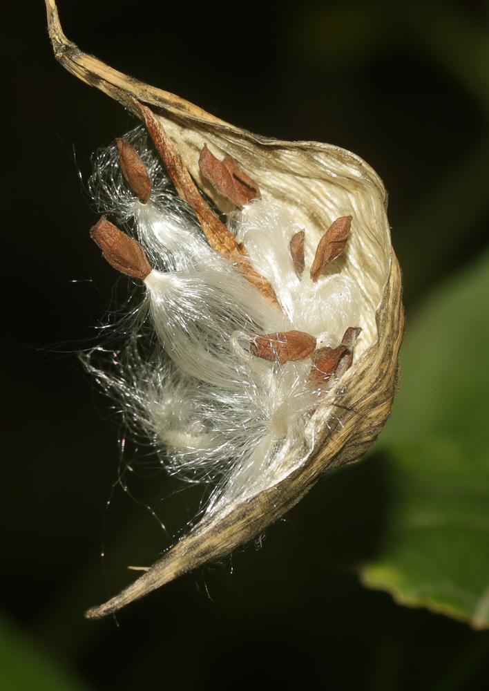 Dompte-venin Vincetoxicum hirundinaria Medik., 1790