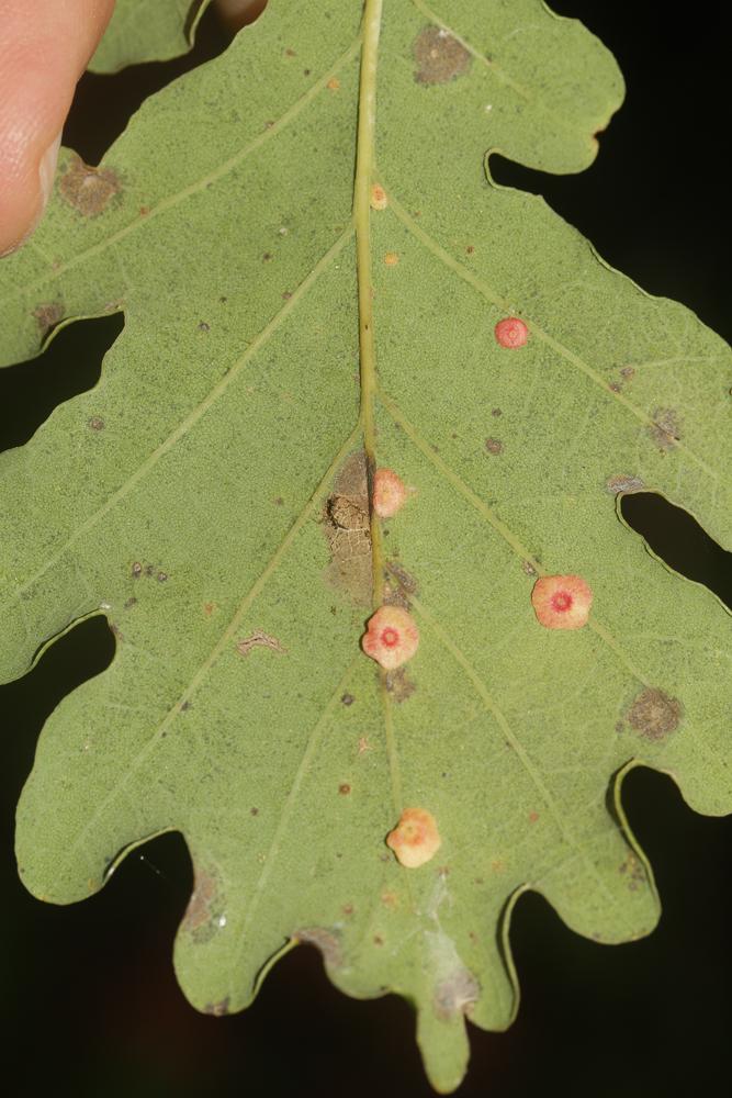  Neuroterus albipes (Schenck, 1863)