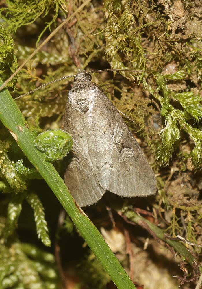 Stilbie des Etangs (La) Stilbia anomala (Haworth, 1812)