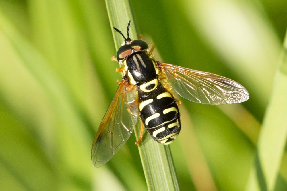 Chrysotoxum festivum (Linnaeus, 1758)
