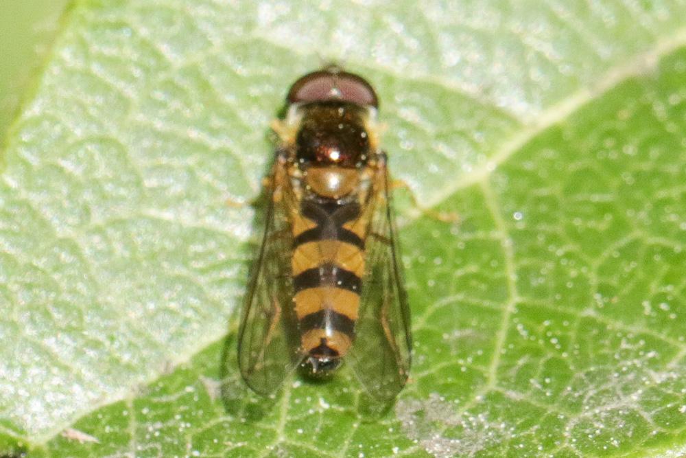Meligramma cincta (Fallén, 1817)
