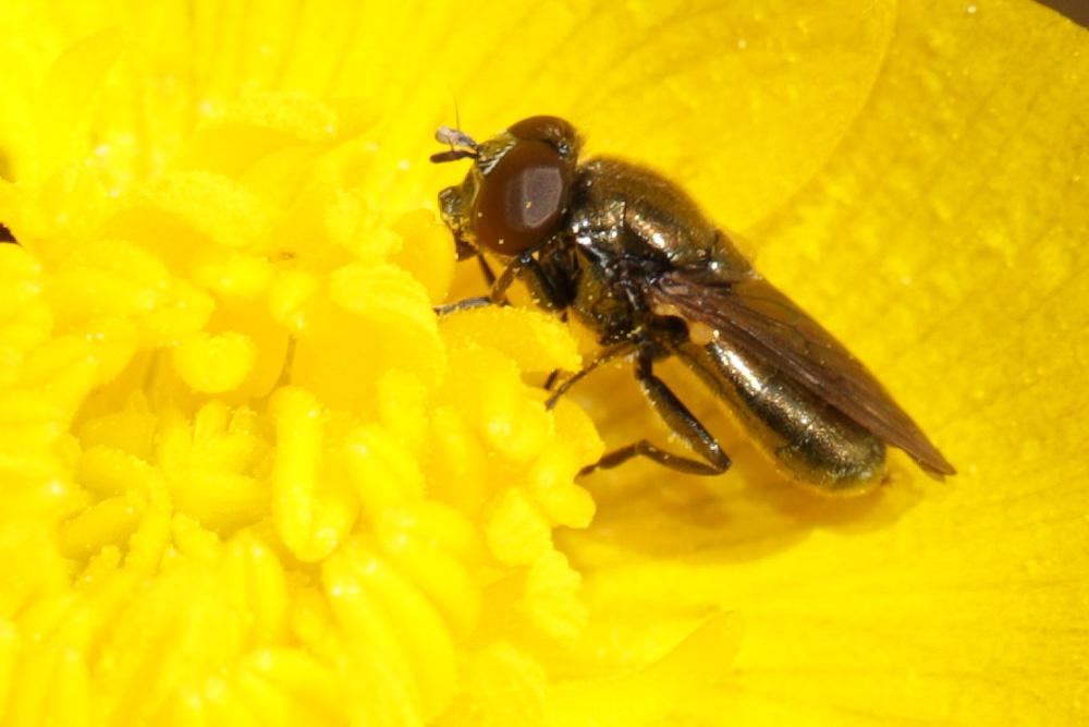 Orthonevra nobilis (Fallén, 1817)