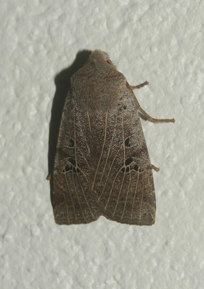 Orrhodie grise (L') Conistra rubiginosa (Scopoli, 1763)