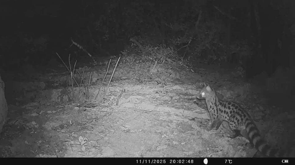 Genette Genetta genetta (Linnaeus, 1758)