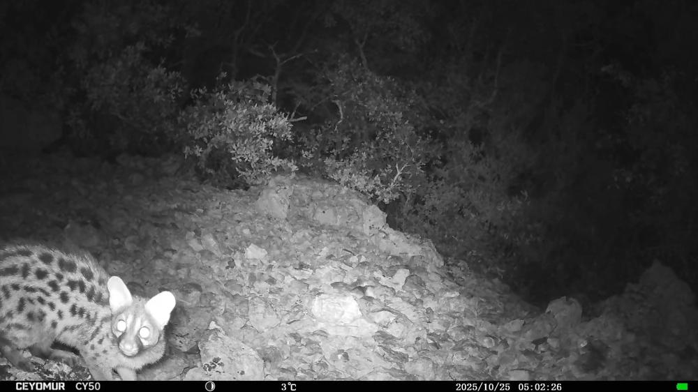 Genette Genetta genetta (Linnaeus, 1758)