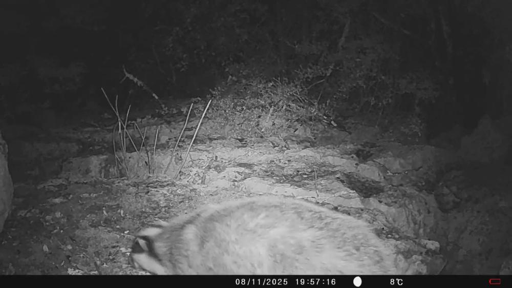 Blaireau européen Meles meles (Linnaeus, 1758)