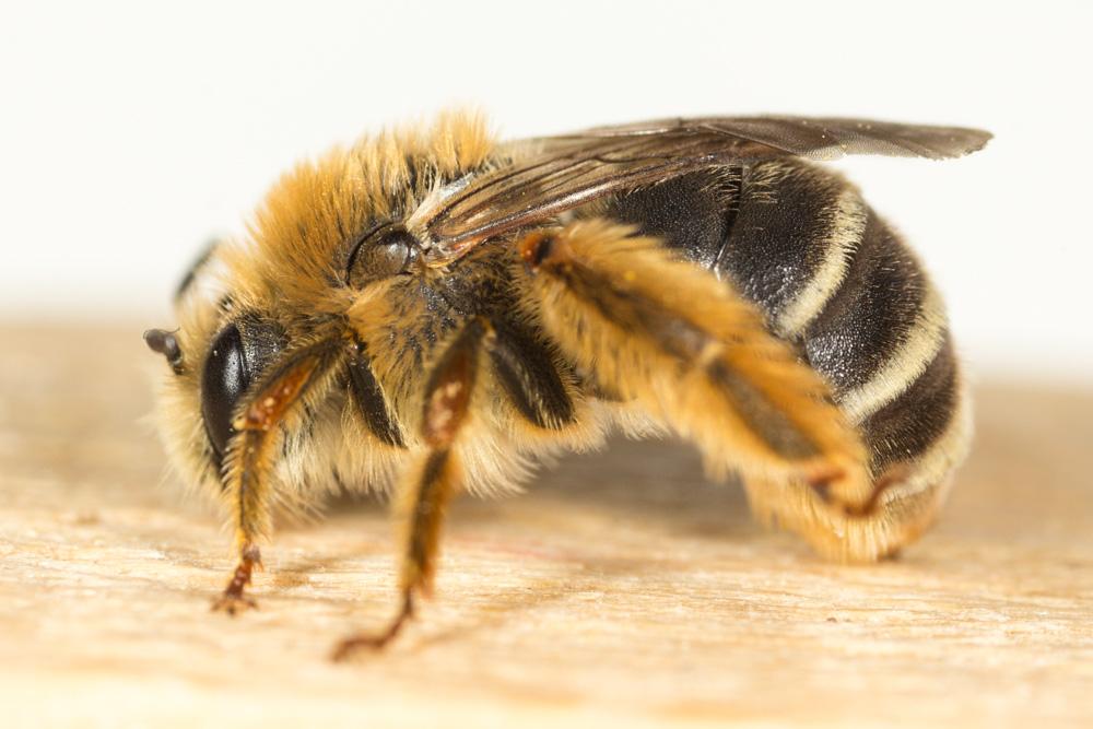 Eucère à face noire Eucera nigrifacies Lepeletier, 1841