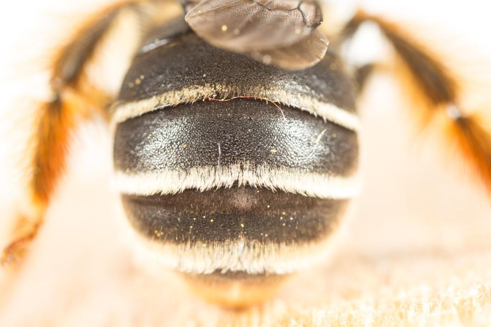 Eucère à face noire Eucera nigrifacies Lepeletier, 1841