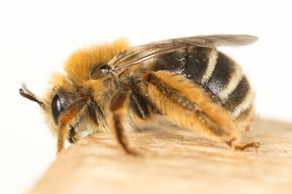 Eucère à face noire Eucera nigrifacies Lepeletier, 1841