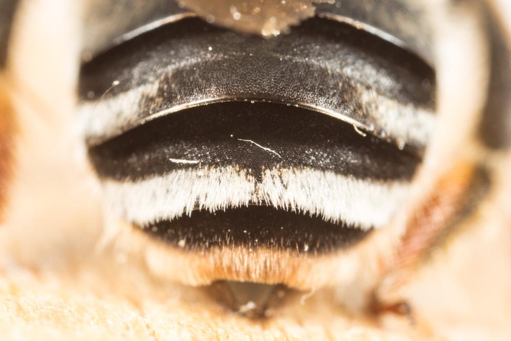 Eucère noirâtre Eucera nigrescens Pérez, 1879