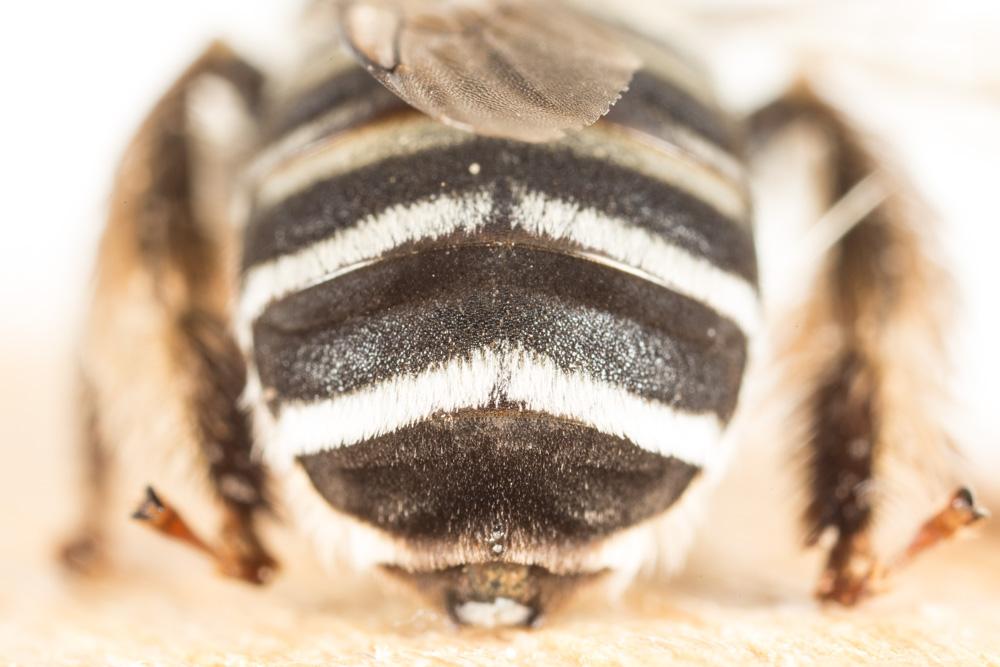 Le Eucère striée Tetraloniella strigata (Lepeletier, 1841)