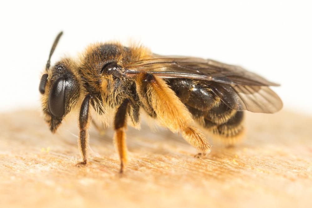  Andrena fulvago (Christ, 1791)