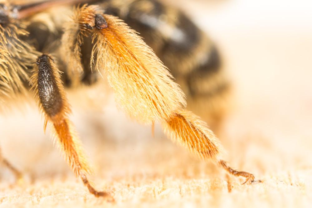  Andrena fulvago (Christ, 1791)