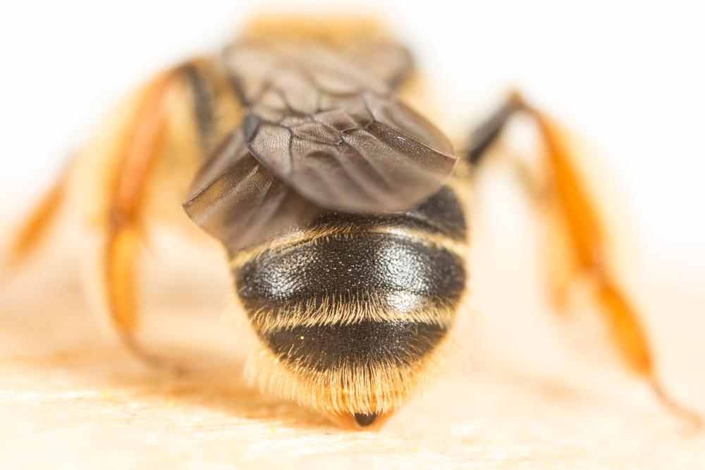  Andrena fulvago (Christ, 1791)