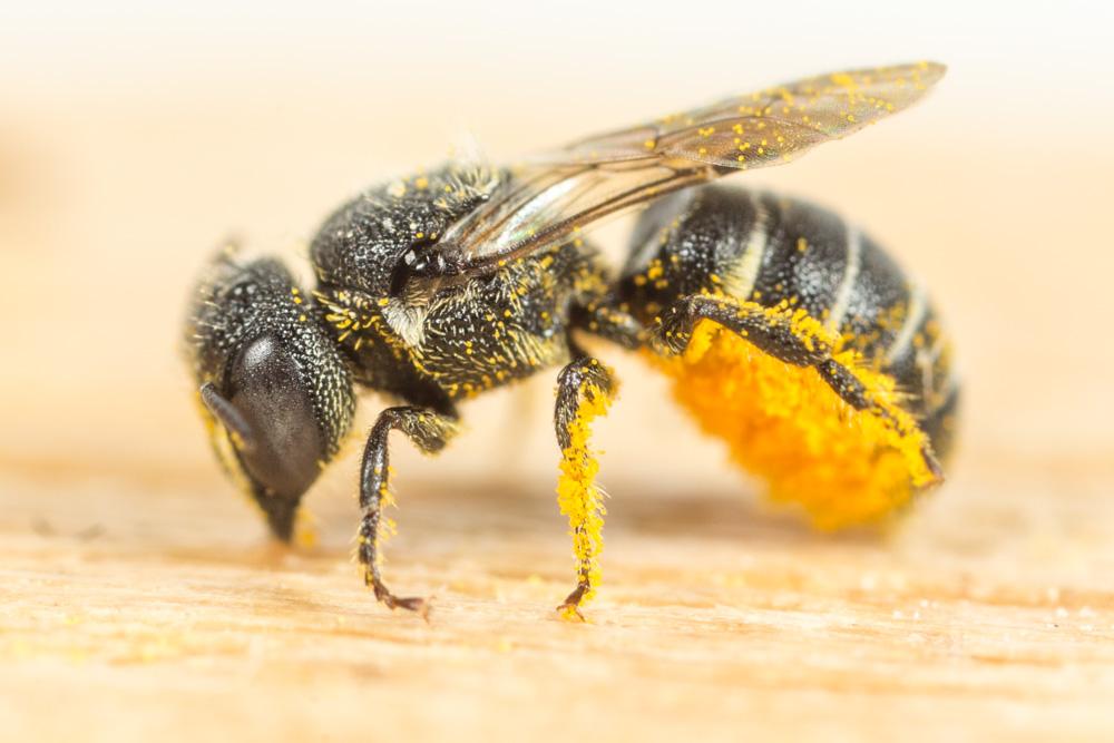 Heriades rubicola Pérez, 1890