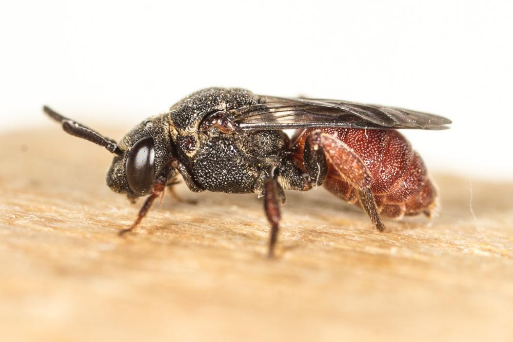 Biastes brevicornis (Panzer, 1798)