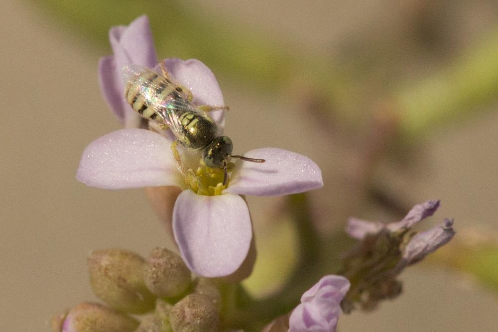  Ceylalictus variegatus (Olivier, 1789)