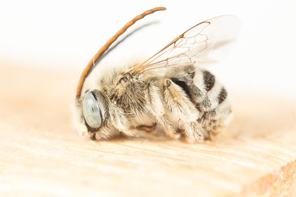 Eucère de Jullian Tetraloniella julliani (Pérez, 1879)