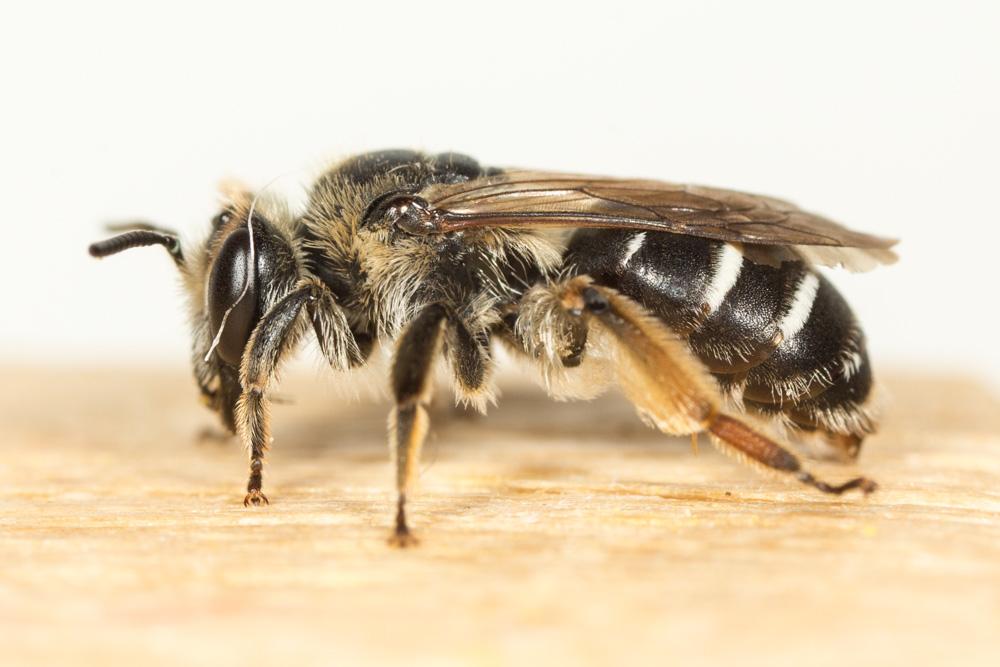 Le  sp. Andrena Fabricius, 1775 sp.