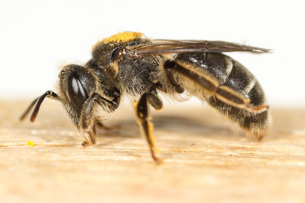 Andrena ventricosa Dours, 1873