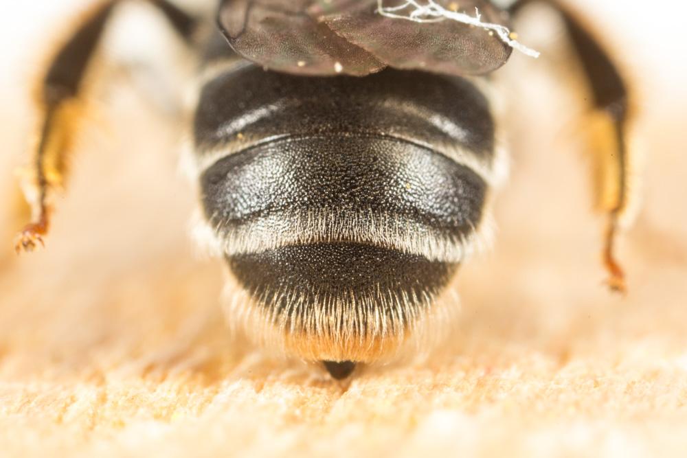 Andrena ventricosa Dours, 1873