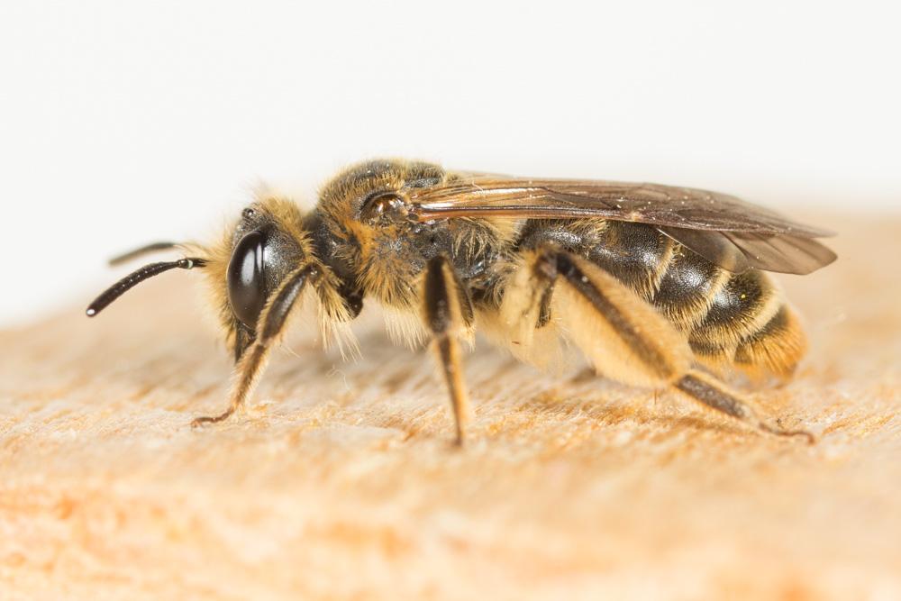 Andrena orbitalis Morawitz, 1871