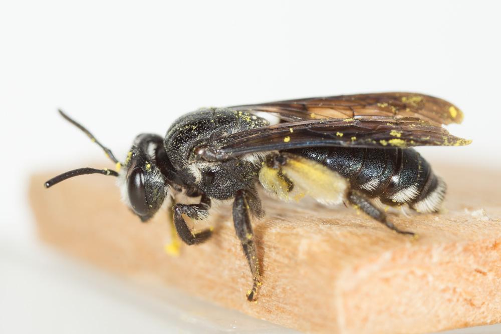 Andrena asperrima Pérez, 1895