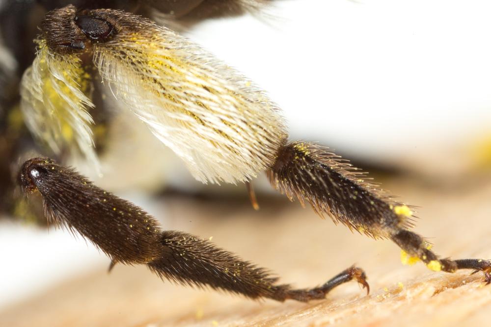 Andrena asperrima Pérez, 1895