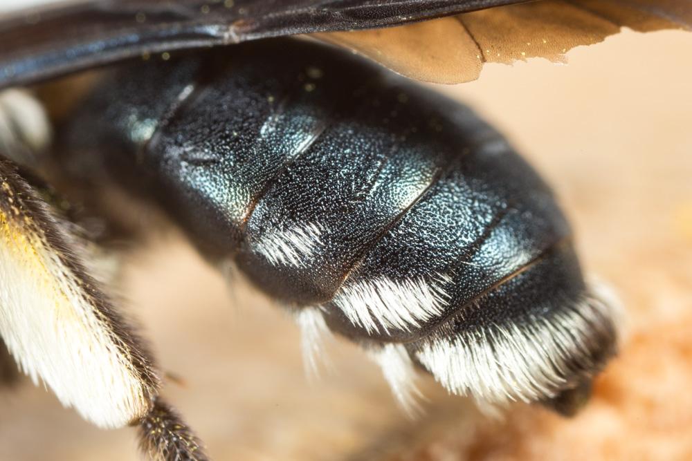 Andrena asperrima Pérez, 1895