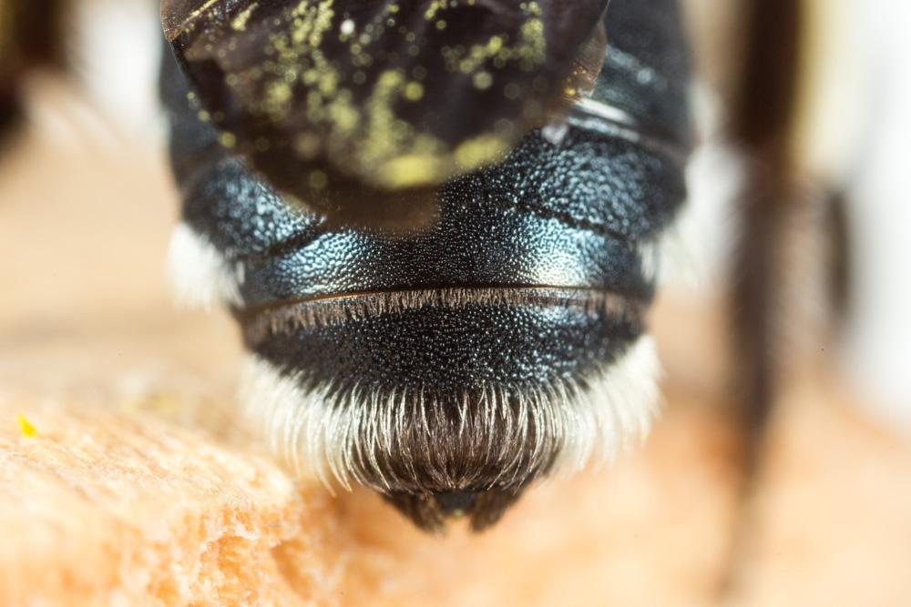  Andrena asperrima Pérez, 1895