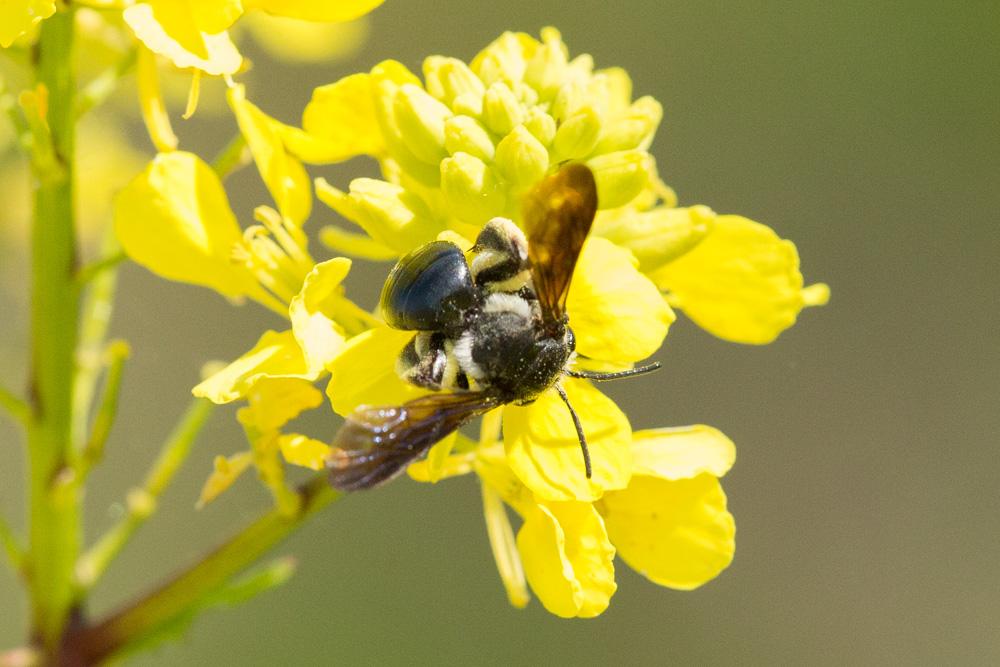  Andrena agilissima (Scopoli, 1770)