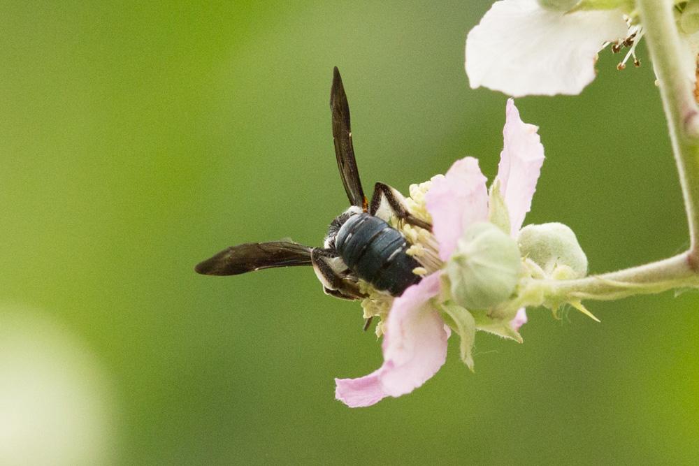 Andrena asperrima Pérez, 1895