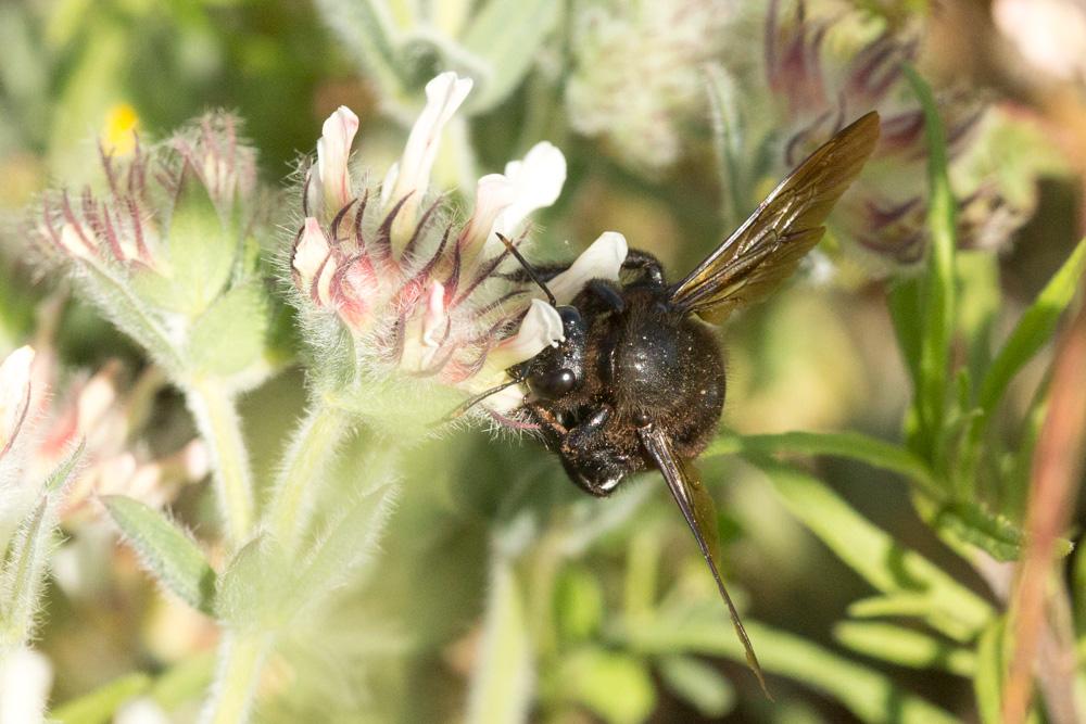 Abeille charpentière, Xylocope violet Xylocopa violacea (Linnaeus, 1758)