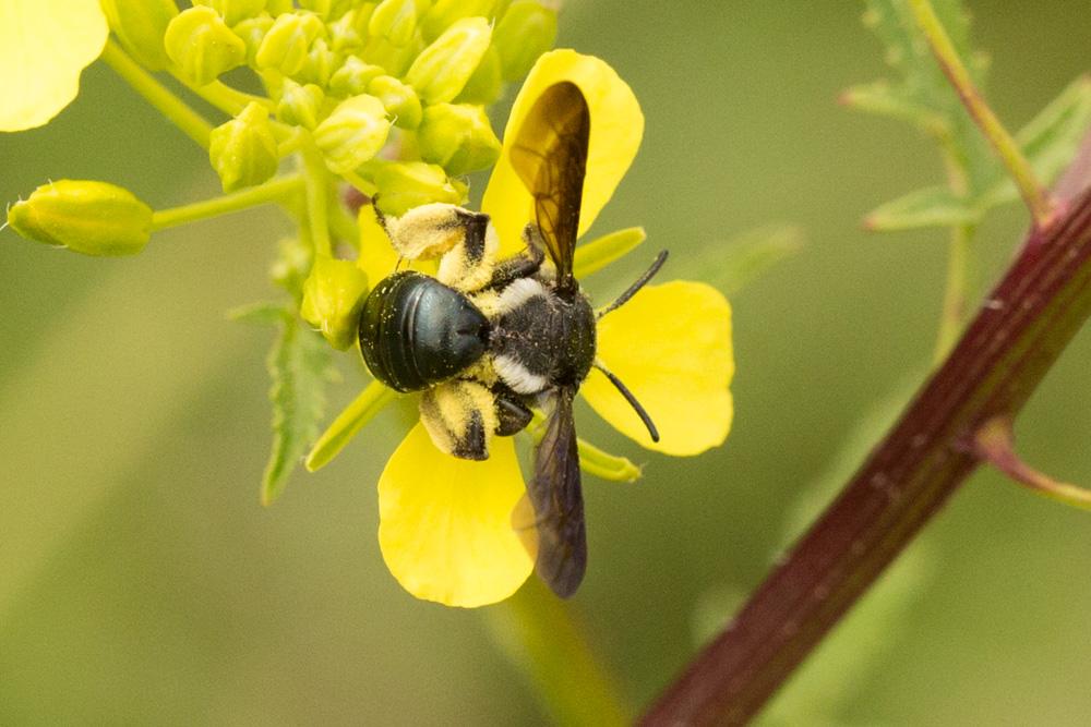 Andrena agilissima (Scopoli, 1770)