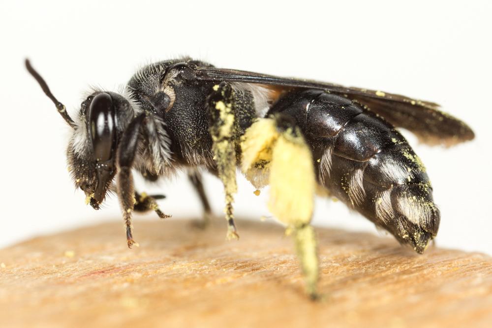Andrena agilissima (Scopoli, 1770)