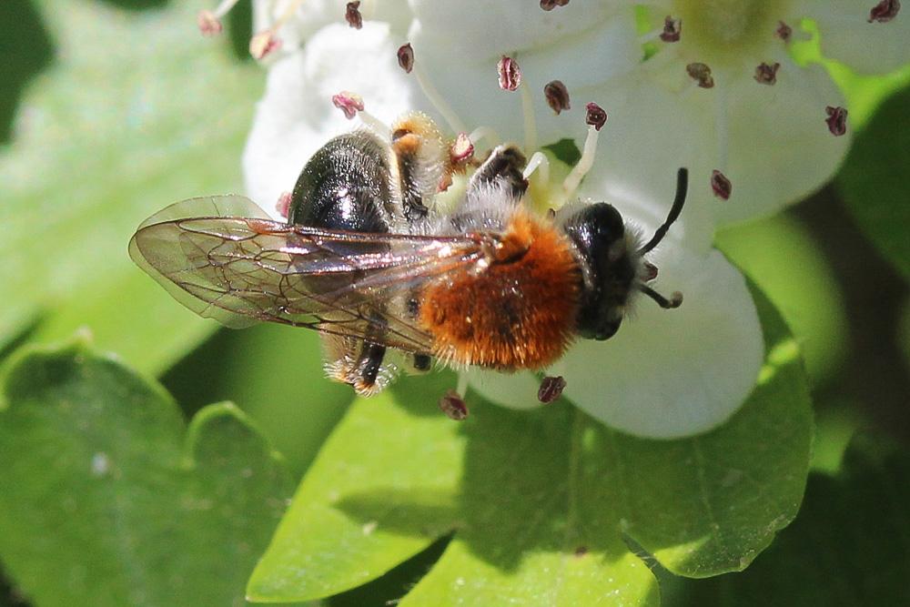 Andrena haemorrhoa (Fabricius, 1781)