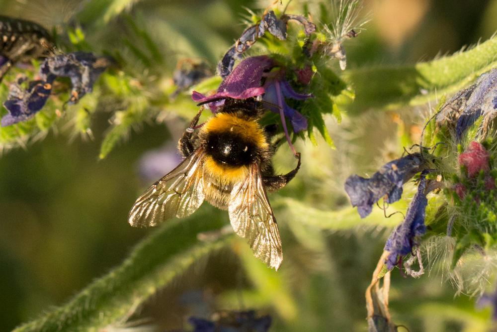 Bourdon des jardins Bombus hortorum (Linnaeus, 1760)