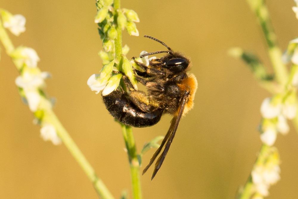 Andrena thoracica (Fabricius, 1775)