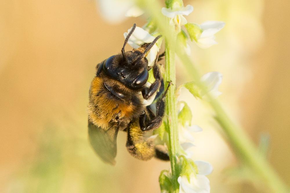  Andrena thoracica (Fabricius, 1775)