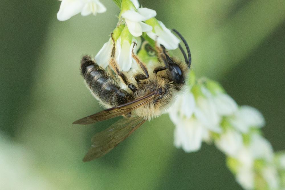 Andrena Fabricius, 1775