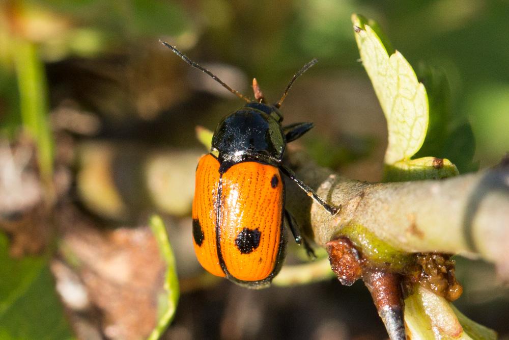 Cryptocephalus Geoffroy, 1762