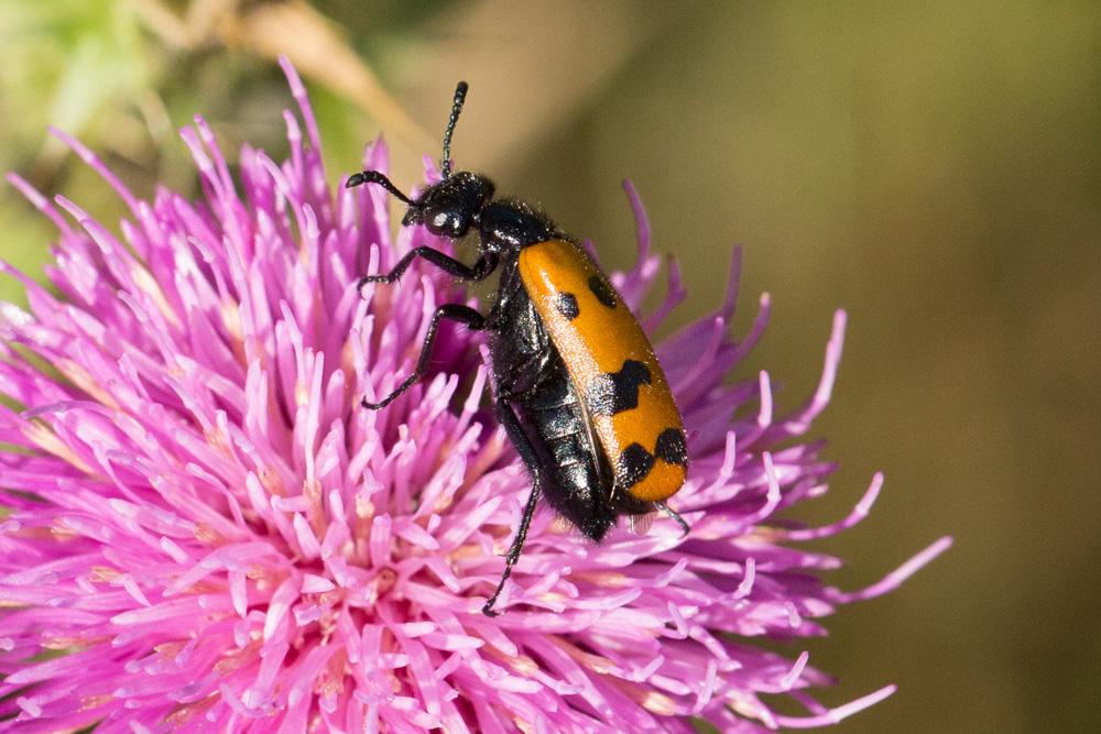 Le  Mylabris connata (Rey, 1892)