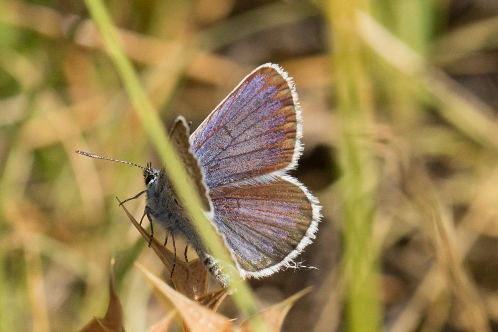 Azuré de l'Ajonc (L'), Argus bleu-violet (L'), Arg Plebejus argus (Linnaeus, 1758)