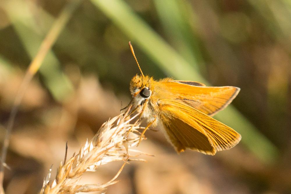 Hespérie de la Houque (L'), Thaumas (Le), Bande no Thymelicus sylvestris (Poda, 1761)