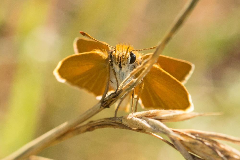 Hespérie de la Houque (L'), Thaumas (Le), Bande no Thymelicus sylvestris (Poda, 1761)