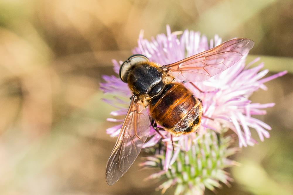 Taons Tabanidae Latreille, 1802