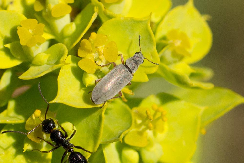  Dasytidae Laporte de Castelnau, 1840