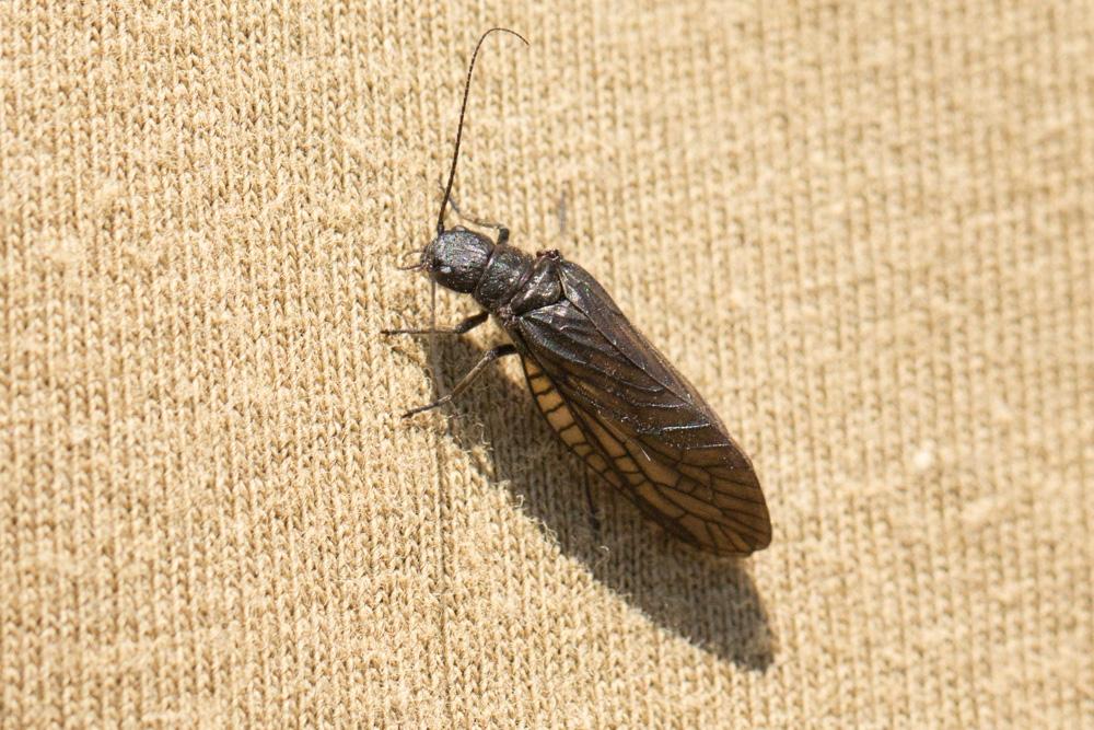  Sialis Latreille, 1802