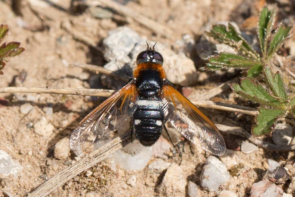 Exoprosopa rutilla (Pallas & Wiedemann, 1818)