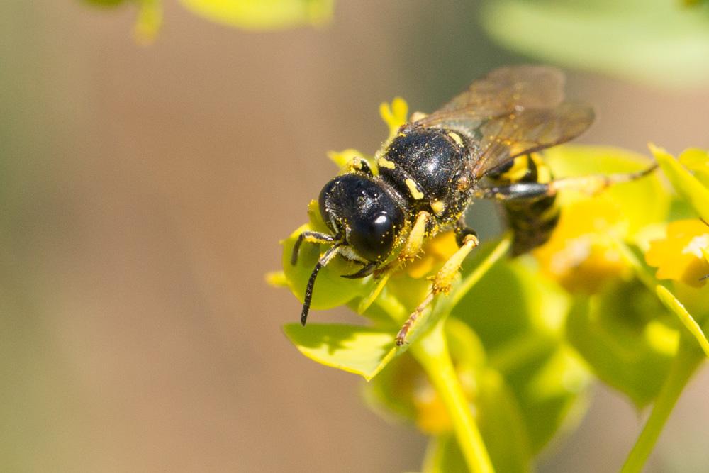 Crabro cribrarius (Linnaeus, 1758)